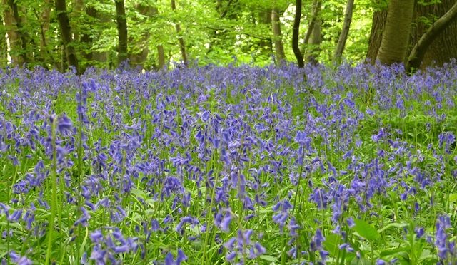 wilde orchideeën orchidee eifel duitsland foto
