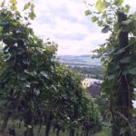 ahrtal ahrdal duitsland eifel wijn