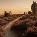 traumpfad Wacholderweg. wandelroute door de heidevelden. een stel loopt in de verte op het wandelpad bij ondergaande zon. alles heeft een warme gloed.