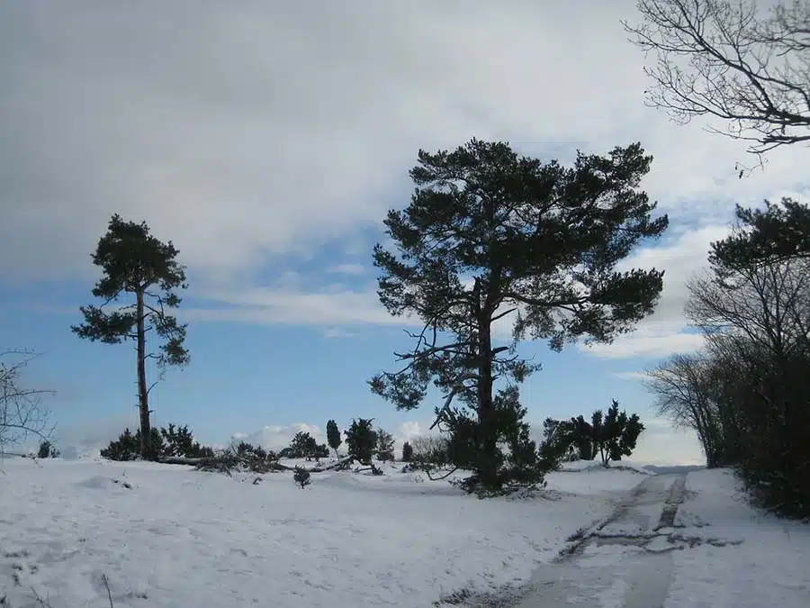 Traumpfad wacholderweg in de winter. een mooi wandelpad door een met sneeuw bedekt eifel landschap. langs de weg een paar mooie bomen.