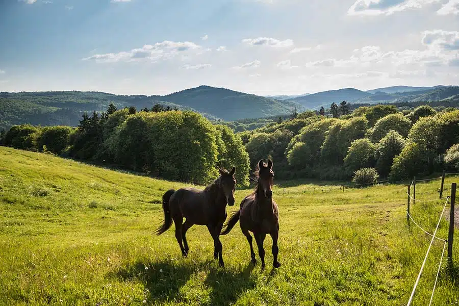 Landschap rond Virneburg. Prachtig groen eifel landschap met bergen en groene heuvels en twee paarden lopen in de wei.