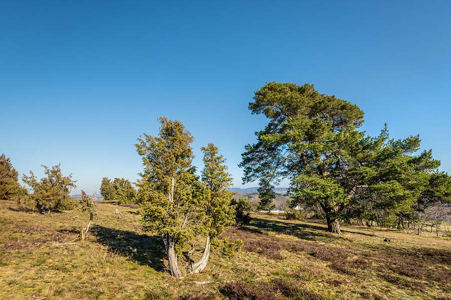 wacholderheide op de vieren-burgweg. een prachtige heide landschap met bomen en jeneverbes stuiken. het is een mooie zomerse dag met blauwe lucht