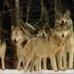 Wolven zijn in de Eifel defintief terug. Op de foto een roedel wolven in de sneeuw.