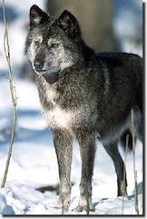 wolf wolven eifel duitsland park
