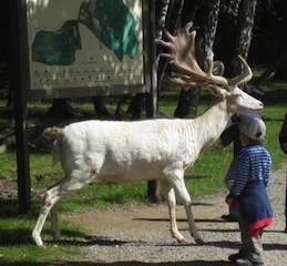 dieren op het hofwildpark Rheinland
