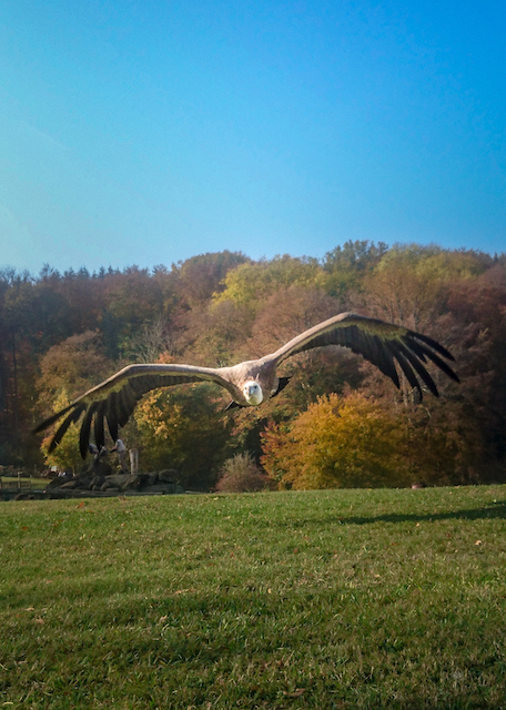 gier roofvogel adler park eifel duitsland kasselburg daun