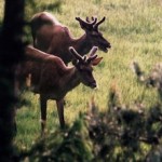 dieren op wildpark Schmidt