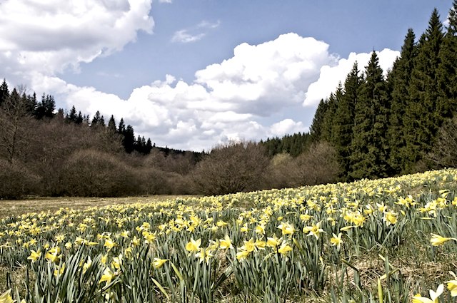 narcis narcissen wandelroute duitsland eifel