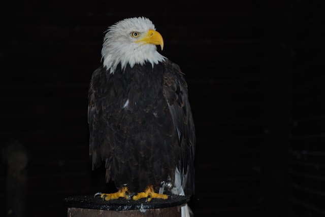 roofvogel roofvogels roofvogelshow hellenthal dierentuin dierenpark wildpark eifel duitsland