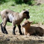 baby geiten eifel eifelpark Gondorf