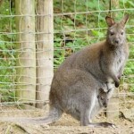 Kangoeroe Wallaby Eifel Eifelpark Gondorf