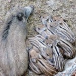 Wilde zwijnen baby Eifel Eifelpark Gondorf