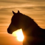 paardrijden duitsland eifel paard paarden