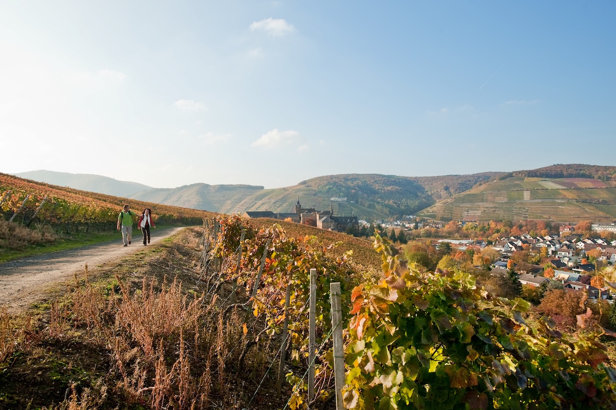 Wandelen in de eifel. Wandelroute in het Ahrtal over een pad door wijnhellingen. ©Dominik Ketz / Rheinland-Pfalz Tourismus GmbH