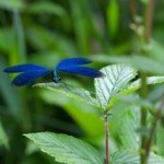libelle natuur eife