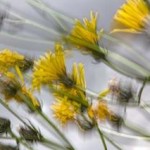 bloemen natuur eifel