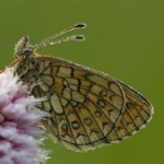 vlinder bloem eifel duitsland