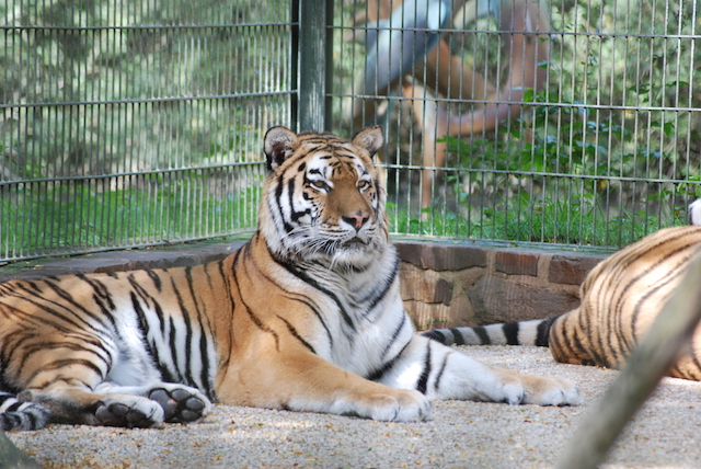 tijgers zoo tiger dierentuin eifel duitsland kinderen vakantie