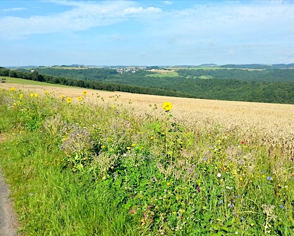 natuur eifel duitsland vulkaaneifel erlebnisweg achterhöhe lutzerath