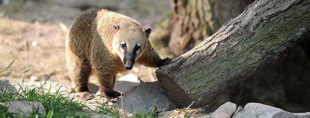 beren dieren wildpark klotten cochem duitsland dierentuin