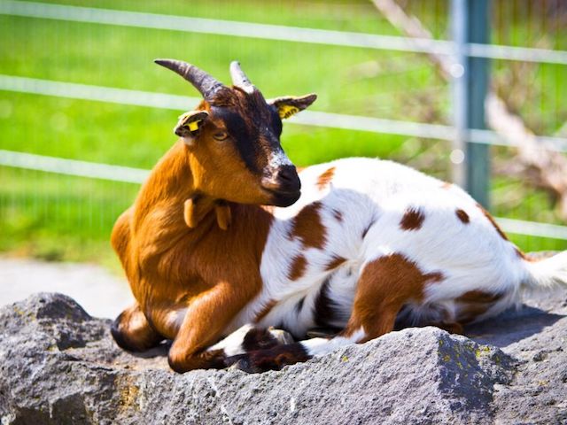 tolli park eifel duitsland mayen kinderboerderij dieren geit geiten