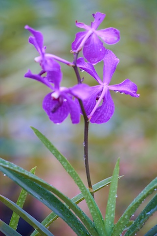 orchidee wilde orchideeën duitsland eifel foto fotografie