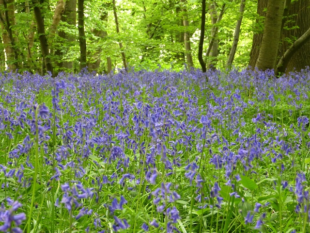 wilde orchideeën orchidee eifel duitsland foto