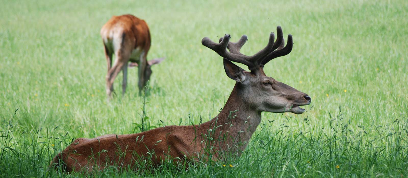 herten in de eifel spotten. bronsttijd burlen. bezoek het nationaal park eifel