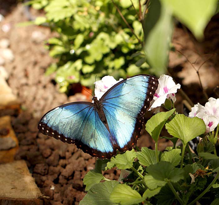 Prachtige vlinders van dichtbij te bekijken in de vlindertuin Eifalia.