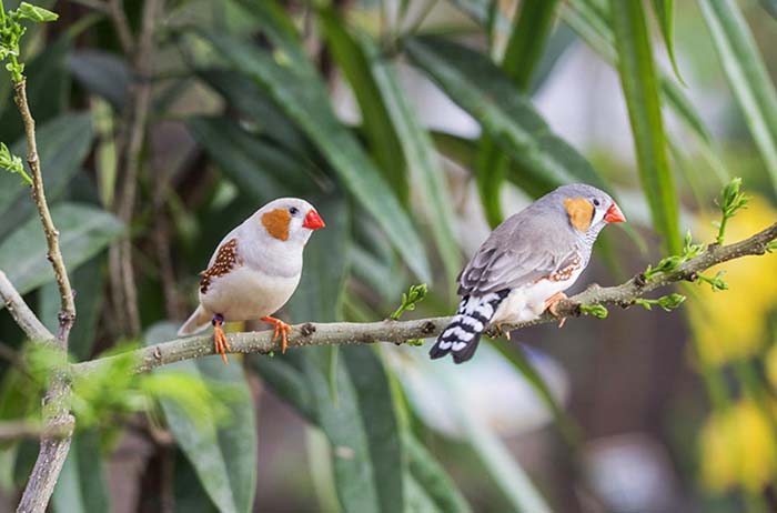 Mooie Zebravinken en andere tropische vogels zijn te bewonderen in de botanische tuin in de Eifel.