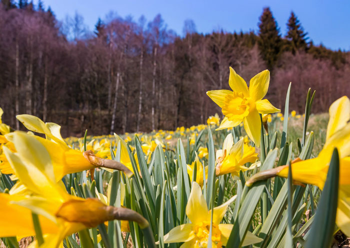 narcissen in bloei op de wandelroute in de Eifel. veld vol met miljoenen narcissen