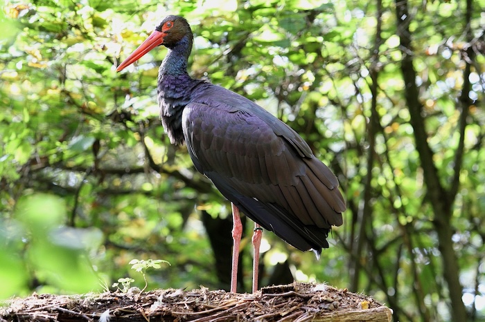 zwarte ooievaar in de eifel
