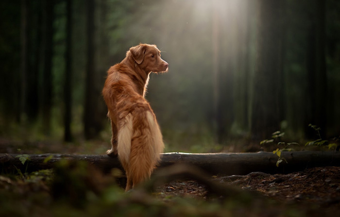 hond in bos Eifel