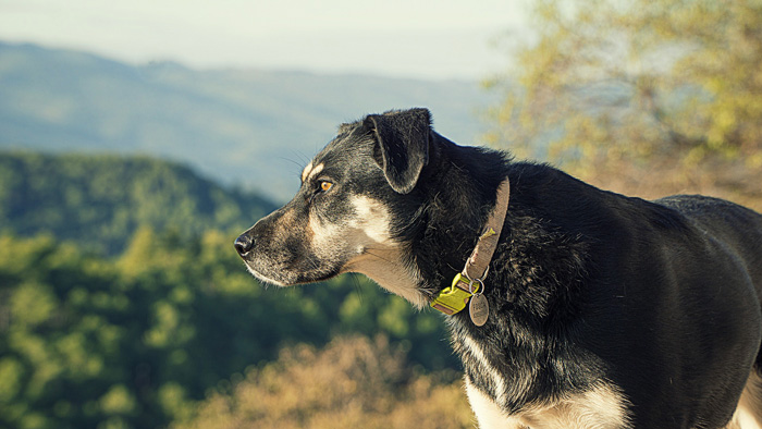 met je hond in de Eifel 