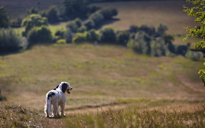 wandelen met hond op vakantie in de Eifel