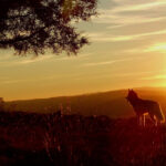 vakantie Eifel met hond