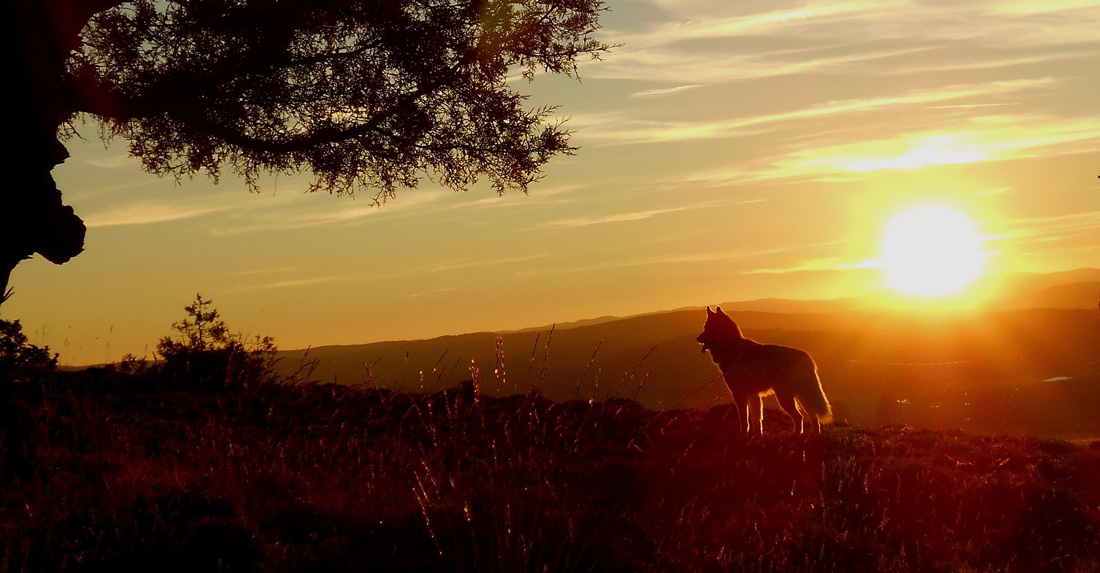 vakantie Eifel met hond