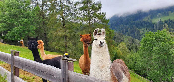 lama's en alpaca's in de wei
