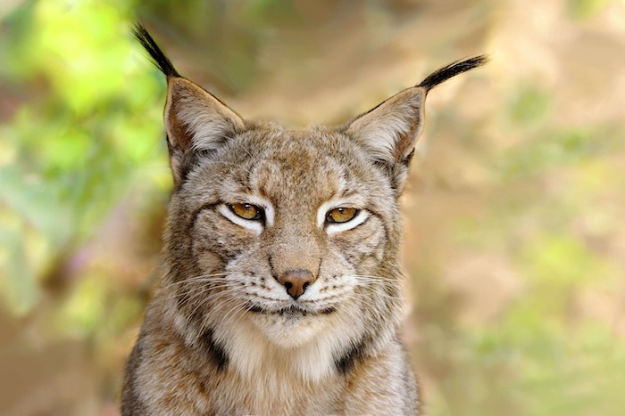 lynx
