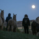 wandelen met lama's en alpaca's in het donker bij volle maan