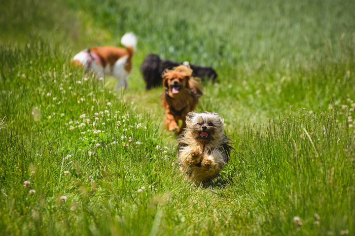 honden spelen in het gras