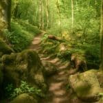 wandelpad Wolfsschlucht Horngraben. smal bospaadje met grote rotsen door een donker en groen bos in de eifel