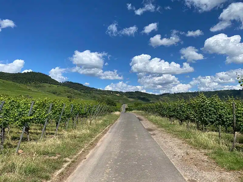 fietspad tussen de wijnranken in de buurt van de moezel met groene heuvels en een blauwe lucht.