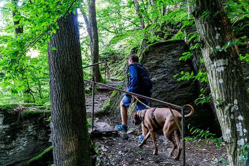 wandelen op de heimatspur wasserfall Erlebnis route. een wandelroute door het bos. een man met hond loopt op een helling richting een trap.