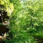 wandelroute wasserfall Erlebnisroute. een mooi smal wandelpad door een fris groen bos met een grote rotswand aan de linkerzijde. Foto © GesundLand Vulkaneifel
