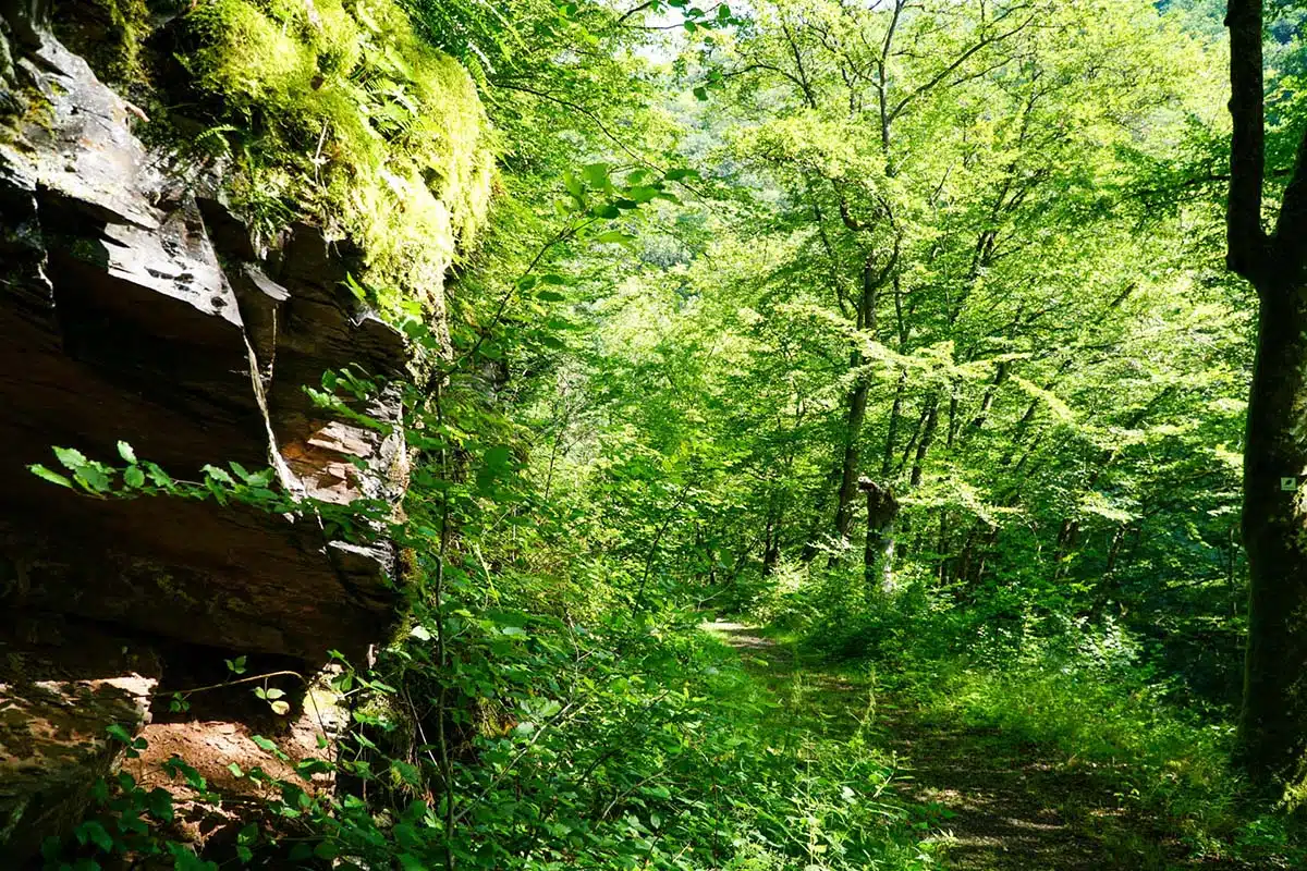 wandelroute wasserfall Erlebnisroute. een mooi smal wandelpad door een fris groen bos met een grote rotswand aan de linkerzijde. Foto © GesundLand Vulkaneifel